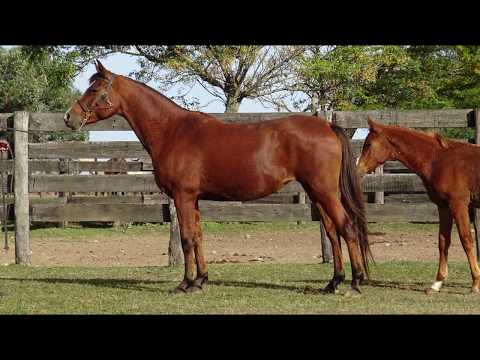 Lote BH PLATIN FFAMES