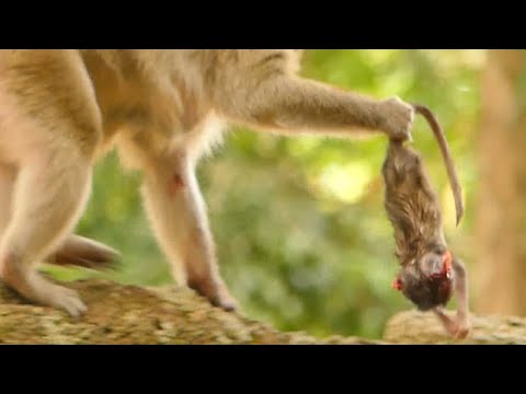 RIP NEWBORN MONKEY TOYAN | MOTHER MILLION SAD ON BABY | NEWS BABY MONKEY