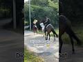 Did You See That Ctto Eva Horse Equestrian Horseriding Fyp Viralshorts Trending Funny