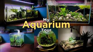 All my tanks - A tour around each of my aquariums