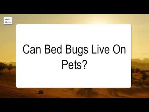 Can Bed Bugs Live On Pets