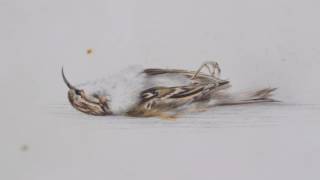 Antarctic Heritage Trust finds 118 year old painting in Antarctica