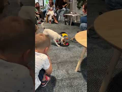 Obrazek poglądowy filmu YouTube