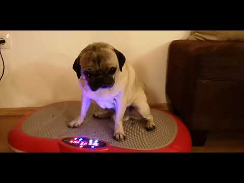 Mops beim abnehm Training 😂