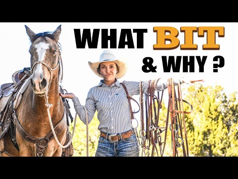 RIDING with a BIT for the FIRST TIME (How to Transition a Horse Into Using a Bit)