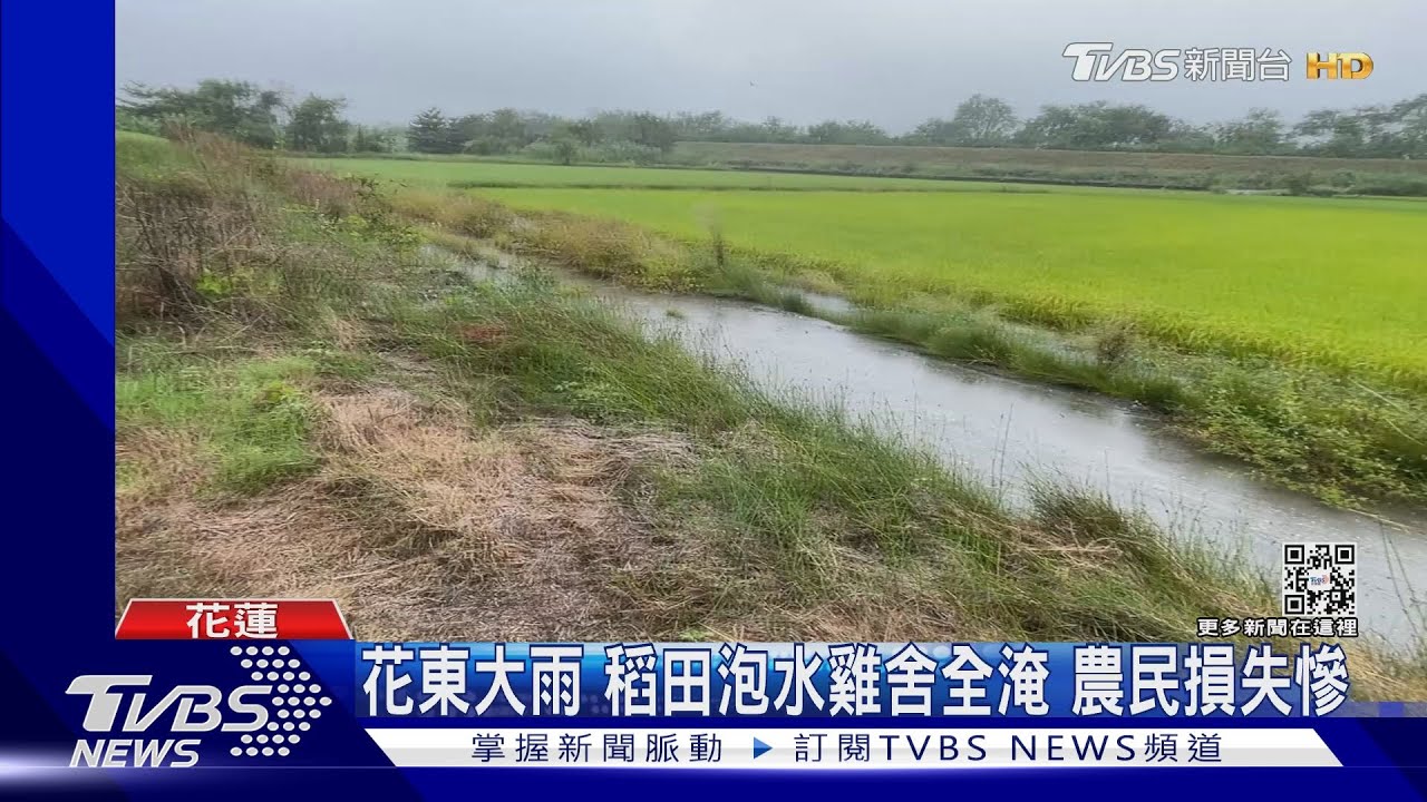 花東大雨！稻田泡水雞舍全淹　農民損失慘