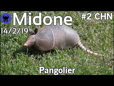 Midone [Secret] plays Pangolier!!! Dota 2 7.21