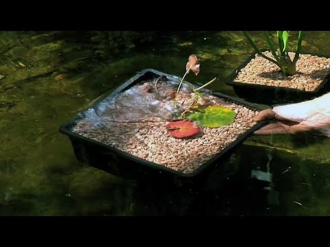 Teichpflege - Teichreinigung, Bepflanzung, Wasseranalyse