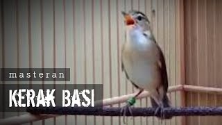 Download lagu MASTERAN Burung KERAK BASI Ngeroll Panjang Bervariasi !! mp3