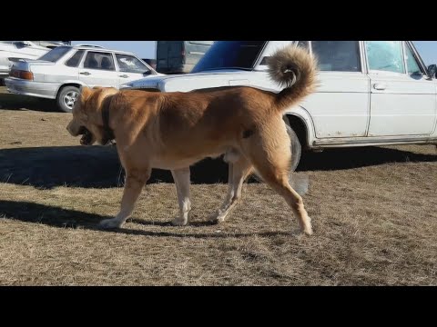 Чемпионат Дагестана-2020г. - Обзор ВОЛКОДАВОВ!