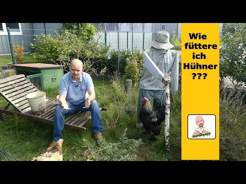 So sparst du bares Geld 🤑 beim Hühner füttern