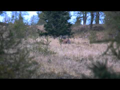 Hirschbrunft in den Nockbergen