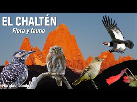 Te mostramos lo que vimos en EL CHALTÉN