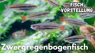 Zwergregenbogenfisch - Melanotaenia maccullochi | Liquid Nature Fisch Vorstellung