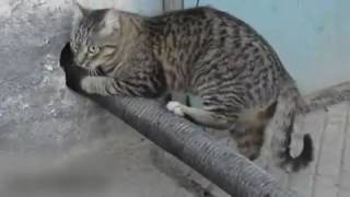 Упертый Кот Тащит Трубу/cat drags the tube/有趣的貓