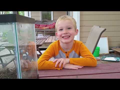 Trapping Juvenile Moles: Effective Techniques for Young Mole Control