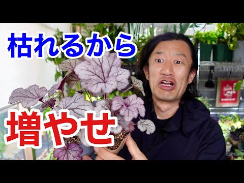 園芸 ユークリフィア・ウルモ