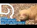 Kijk hier hoe zeldzame albino zeehond Snow White terug in zee gaat