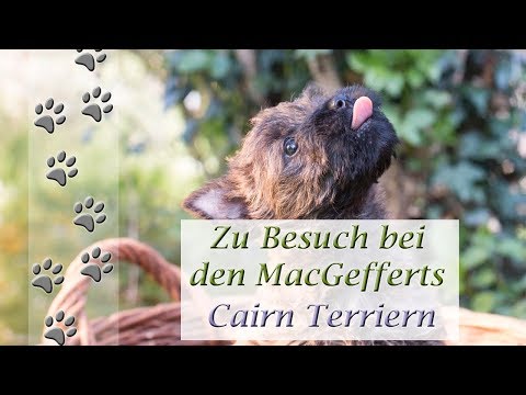 Welpenentzug erfolgreich behandeln | Cairn Terrier | Hundekanal