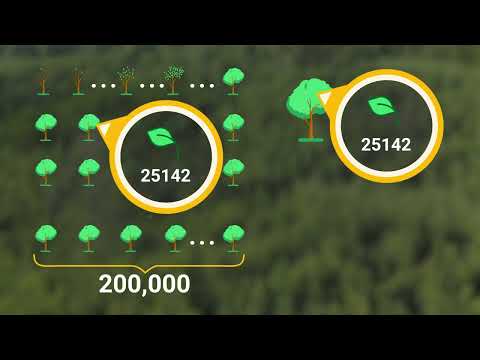Different trees, same leaf count — pigeonhole principle