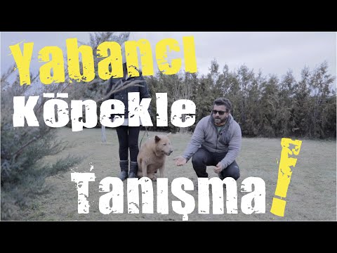 How to Meet a Foreign Dog