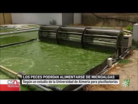 Alimentar peces con microalgas