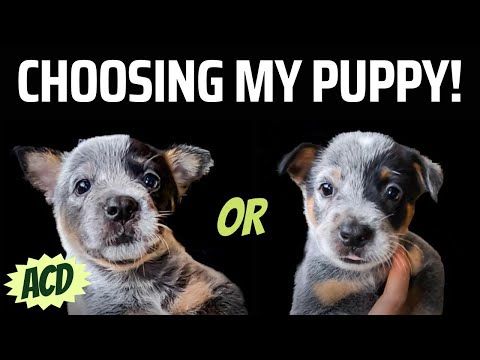 How to pick a puppy out of a litter. Get the BEST PUPPY for YOU! | DHB1