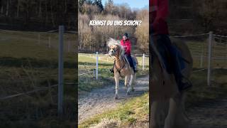 Juhu. Die Bahn ist fertig 😍 #pferd #horse #reiten #equestrian #pferde #pony #haflinger