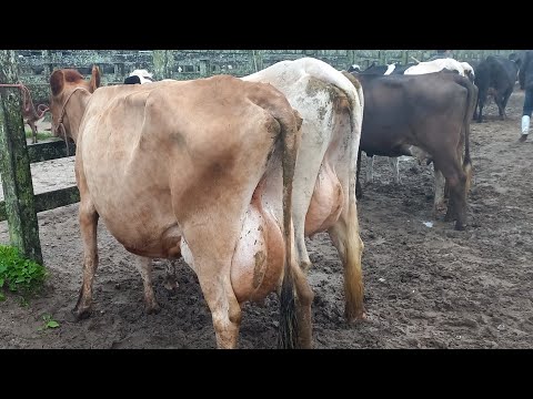 Feira da vaca leiteira Capoeiras PE 10/05/2024