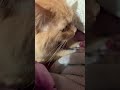 Orange Tabby Purring Loudly