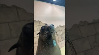Sea Lion Smile || ViralHog