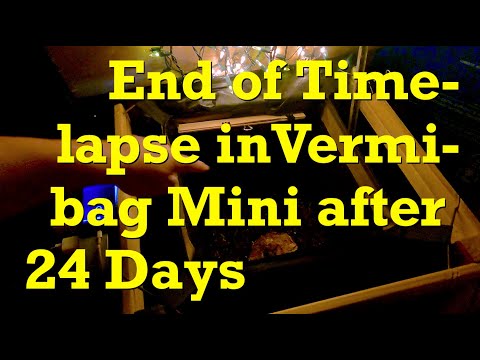 End of 24-day time-lapse in VermiBag Mini & feeding the worms - vermicompost