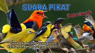 Download lagu SUARA PIKAT BURUNG KECIL YANG SUSAH TURUN mp3 Download lagu SUARA PIKAT BURUNG KECIL YANG SUSAH TURUN mp3