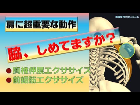 vol.59 【肩関節】超注目‼　脇をしめるこの筋肉が重要‼