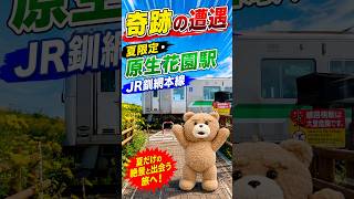 【北海道の奇跡】幻の臨時駅・原生花園駅の踏切で偶然列車に遭遇。夏だけ営業の原生花園駅　JR釧網本線
