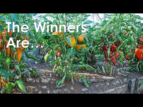 My Favorite PROLIFIC Pepper Varieties