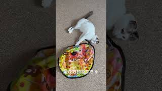 遊び方が独特なぬっこ #家猫 #遊び方 #独特 #ねこのいる生活 #ねこ #ねこ動画