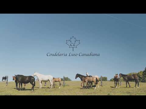 Lusitanos de Coudelaria Luso Canadiana