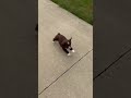 Mixed Breed dogs for sale: Cookie - Video 1