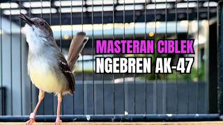 Download lagu suara burung CIBLEK GACOR NGEBREN Pancingan Ciblek Semi bahan jadikan ciblek kristal gacor Tarung mp3