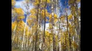 preview picture of video 'Fall Foliage in Colorado, Aspen Trees'