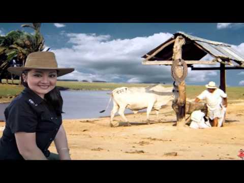 TRES REGLAMENTOS DEL LLANO