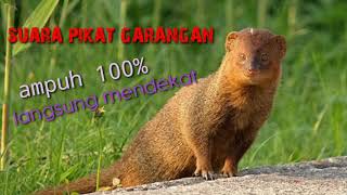 Download lagu Suara pikat garangan ampuh mp3