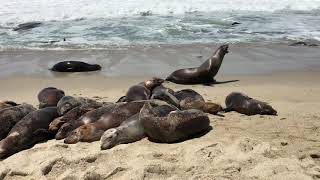 Cute Sea Lions at La Jolla beach in San Diego