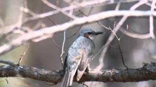 Scott　Walker　♥　Winter Night