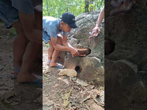 banyak lubang bebatuan yg jadi sarang hewan marmut #fypシ #nature