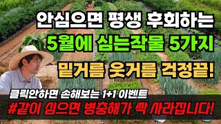 5월에 심는 작물 병충해 강한 식물 밑거름 웃거름 주는 방법