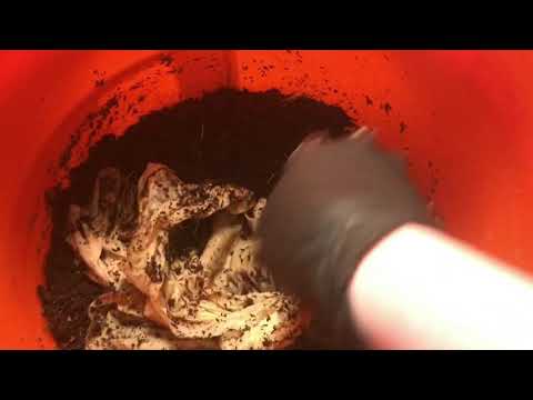 African Night Crawlers: MOVING DAY