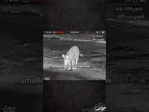 AGM Global Vision Secutor thermal weapon sight