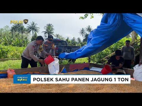 POLSEK SAHU PANEN JAGUNG 1 TON TEGUHKAN KOMITMEN DUKUNG KETAHANAN PANGAN